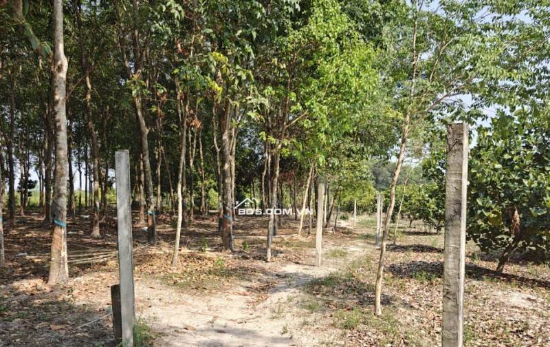 Cho thuê đất SKC chính chủ đã tách 5 sổ hồng giá 9,9 triệu/tháng