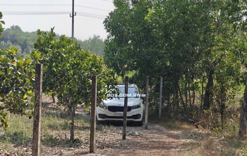 Cho thuê đất SKC chính chủ đã tách 5 sổ hồng giá 9,9 triệu/tháng