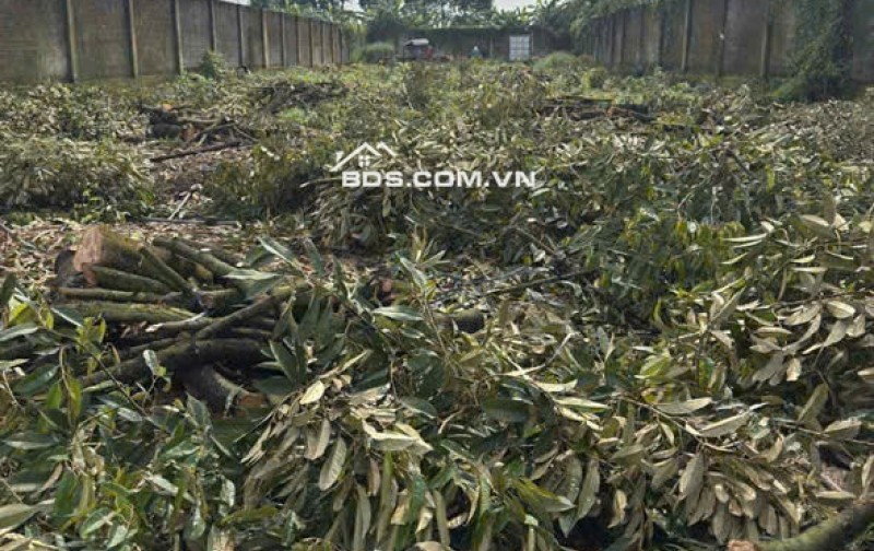 Chính Chủ Bán 300m2 Đất Full Thổ Cư Tại Xã Phú Bình, Huyện Tân Phú, Đồng Nai