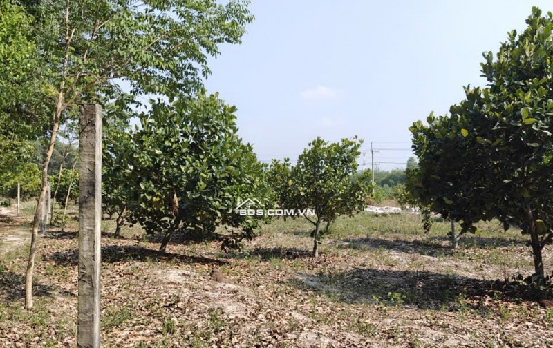 Cho thuê đất SKC chính chủ đã tách 5 sổ hồng giá 9,9 triệu/tháng