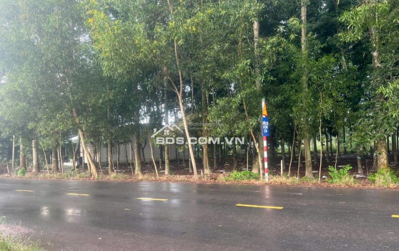 Cho thuê 4.240m2 đất thổ cư đường DT741C rộng 22m có nhà mặt tiền 80m