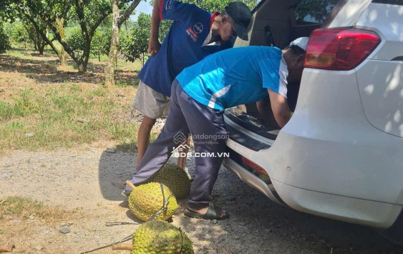 Cho thuê đất trống CLN tại xã An Long, TP. HCM, diện tích 4,5ha giảm từ 20 triệu còn 10 triệu/tháng