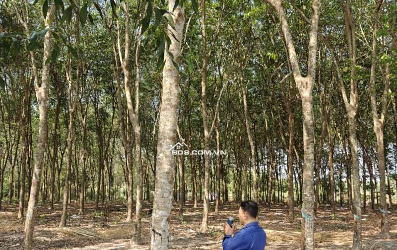 Cho thuê đất SKC chính chủ đã tách 5 sổ hồng giá 9,9 triệu/tháng