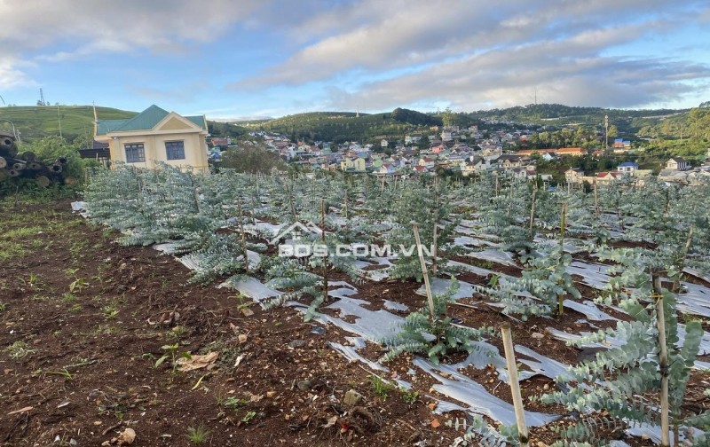 Cho thuê 10.600m2 đất vườn cafe Sim Tím MT QL20, HXH Đà Lạt