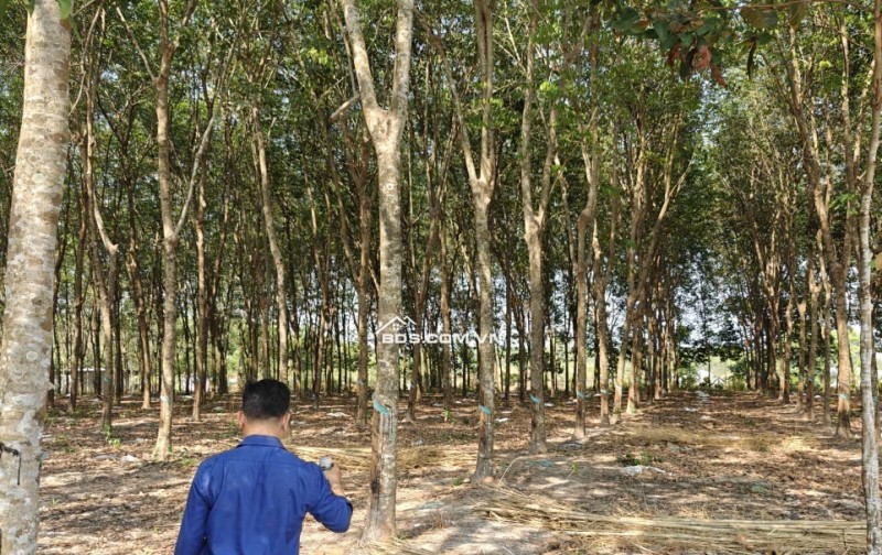 Cho thuê đất SKC chính chủ đã tách 5 sổ hồng giá 9,9 triệu/tháng