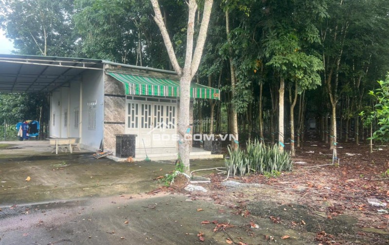 Cho thuê 4.240m2 đất thổ cư đường DT741C rộng 22m có nhà mặt tiền 80m