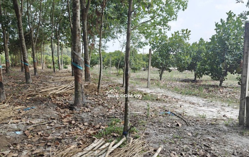 Cho thuê đất SKC chính chủ đã tách 5 sổ hồng giá 9,9 triệu/tháng