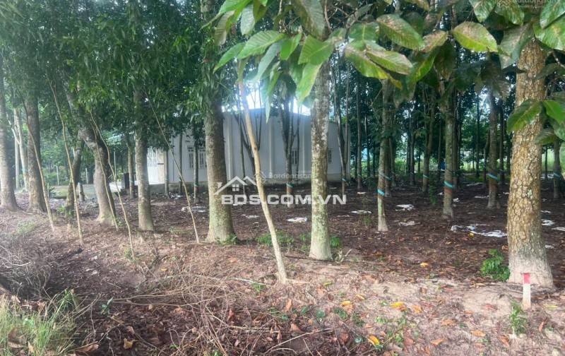 Cho thuê 4.240m2 đất thổ cư đường DT741C rộng 22m có nhà mặt tiền 80m