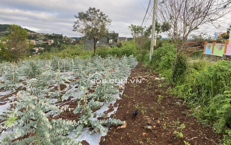 Cho thuê đất ở Đà Lạt Xuân Trường, miễn phí 1PN giá 2tr/lô/ sổ riêng