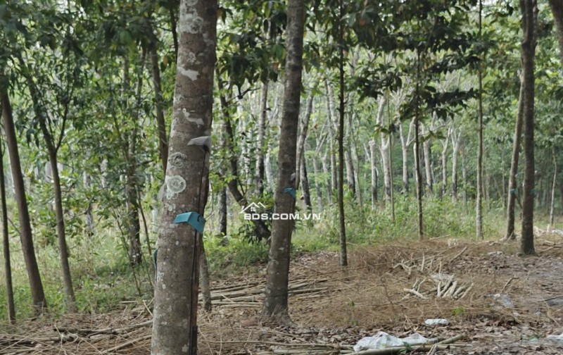 Cho thuê đất SKC chính chủ đã tách 5 sổ hồng giá 9,9 triệu/tháng