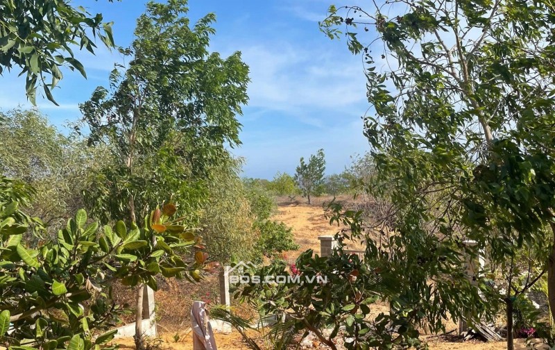 [HÀNG HIẾM] CẦN BÁN GẤP 510M2 ĐẤT KỀ VÕ NGUYÊN GIÁP, MŨI NÉ - CHỈ 2TRIỆU/M2