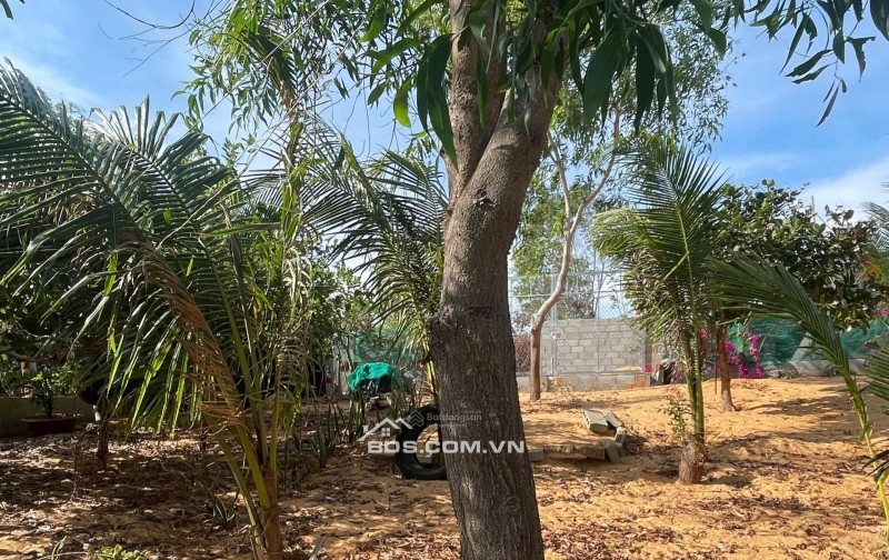 [HÀNG HIẾM] CẦN BÁN GẤP 510M2 ĐẤT KỀ VÕ NGUYÊN GIÁP, MŨI NÉ - CHỈ 2TRIỆU/M2