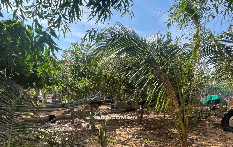 [HÀNG HIẾM] CẦN BÁN GẤP 510M2 ĐẤT KỀ VÕ NGUYÊN GIÁP, MŨI NÉ - CHỈ 2TRIỆU/M2