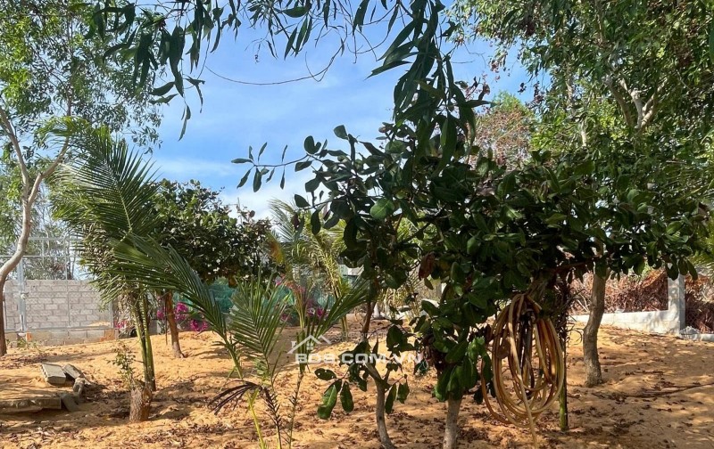 [HÀNG HIẾM] CẦN BÁN GẤP 510M2 ĐẤT KỀ VÕ NGUYÊN GIÁP, MŨI NÉ - CHỈ 2TRIỆU/M2