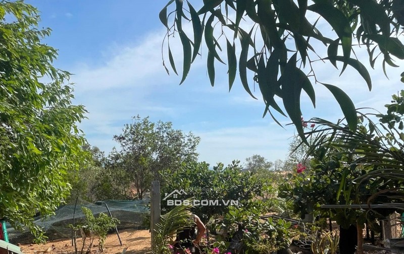 [HÀNG HIẾM] CẦN BÁN GẤP 510M2 ĐẤT KỀ VÕ NGUYÊN GIÁP, MŨI NÉ - CHỈ 2TRIỆU/M2