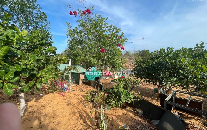 [HÀNG HIẾM] CẦN BÁN GẤP 510M2 ĐẤT KỀ VÕ NGUYÊN GIÁP, MŨI NÉ - CHỈ 2TRIỆU/M2