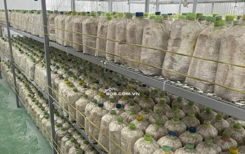 BÁN ĐẤ-  TẶNG XƯỞNG NẤM - PIN NĂNG LƯỢNG MẶT TRỜI MẶT TIỀN KINH DOANH - TẠI CỦ CHI - NGANG 18M - 2300M2 - GIÁ 12 TỶ TL