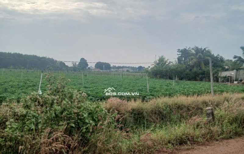 Đất mặt tiền Tân Châu Tây Ninh giá 3.5 tỷ