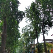 LÔ GÓC 3 THOÁNG_THANG MÁY_43M2_6 NGỦ_TRUNG TÂM LÒ ĐÚC – HAI BÀ TRƯNG_CHỈ 12 TỶ