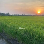 Bán đất nông nghiệp 5311m2 tại đường Bà Miêu, Tân Nhựt, Bình Chánh