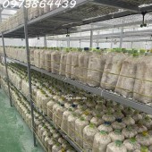 BÁN ĐẤ-  TẶNG XƯỞNG NẤM - PIN NĂNG LƯỢNG MẶT TRỜI MẶT TIỀN KINH DOANH - TẠI CỦ CHI - NGANG 18M - 2300M2 - GIÁ 12 TỶ TL