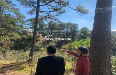 Cho thuê 10.600m2 đất vườn cafe Sim Tím MT QL20, HXH Đà Lạt