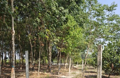 Cho thuê đất SKC chính chủ đã tách 5 sổ hồng giá 9,9 triệu/tháng