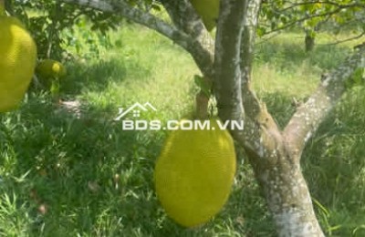 Cần bán gấp vườn mít Đồng Nai (Minh Hưng, Thị xã Chơn Thành, Bình Phước), 1100m2, thổ cư 200m2