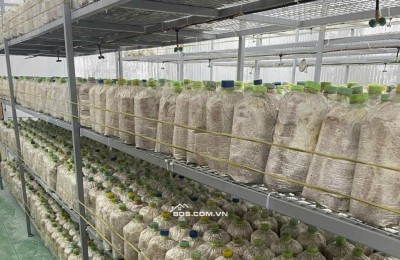 BÁN ĐẤ-  TẶNG XƯỞNG NẤM - PIN NĂNG LƯỢNG MẶT TRỜI MẶT TIỀN KINH DOANH - TẠI CỦ CHI - NGANG 18M - 2300M2 - GIÁ 12 TỶ TL