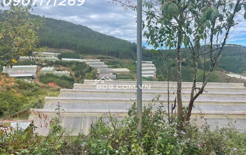 Bán đất manglin tại Phường 7 Tp Đà Lạt (nay là phường Langbiang) diện tích 210m2