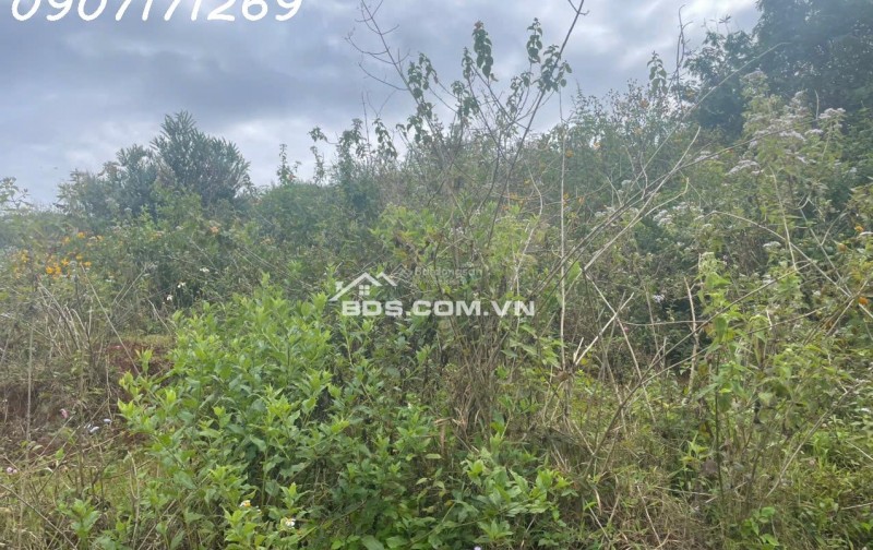 Bán đất manglin tại Phường 7 Tp Đà Lạt (nay là phường Langbiang) diện tích 210m2