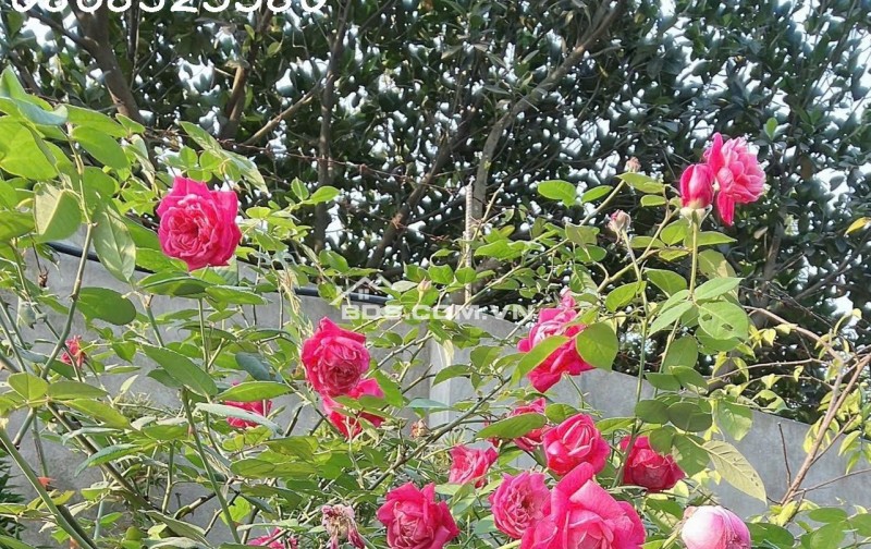 Bán nhà vườn đẹp 514 m2 chính chủ tại Sài Sơn, Quốc Oai, Hà Nội, giá 19,x tỉ