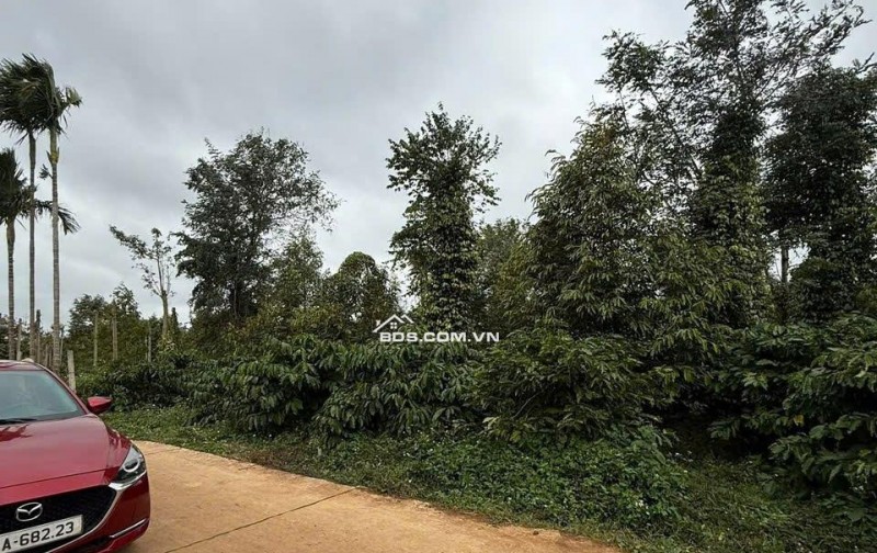 Em cần bán 10x40 ( 60m thổ cư) Xã Ea Knuếc, Đắk Lắk