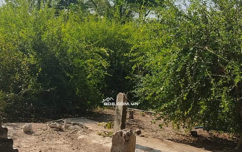 BÁN NHÀ ĐẤT TÂN ĐIỀN GIÁ RẺ