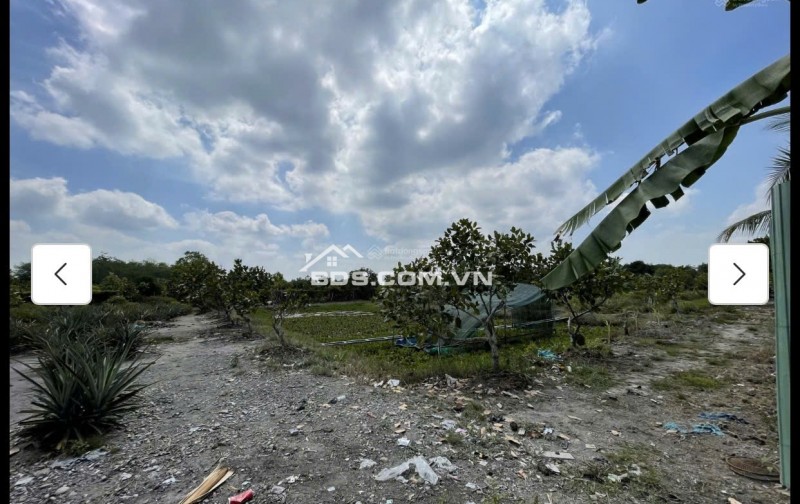 Cho thuê đất MT đường 7m rộng 1 mẫu tại ĐS 812, Xã Phú Mỹ Hưng, Củ Chi