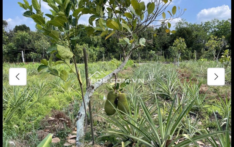 Cho thuê đất MT đường 7m rộng 1 mẫu tại ĐS 812, Xã Phú Mỹ Hưng, Củ Chi