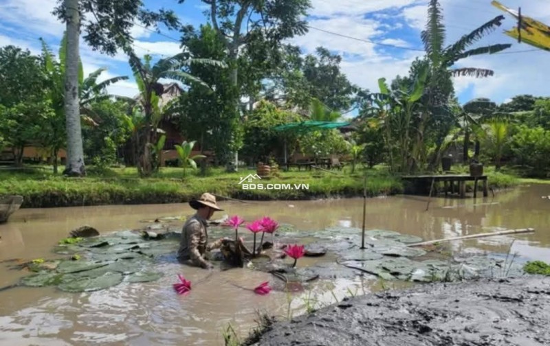 Bán hoặc cho thuê homestay nghĩ dưỡng Cần Thơ