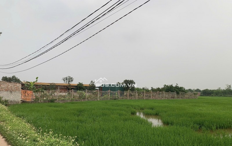 Gia đình bán 522 m² đất ruộng. Xã Dũng Tiến, Thường Tín, Hà Nội (Xã Thượng Phúc)