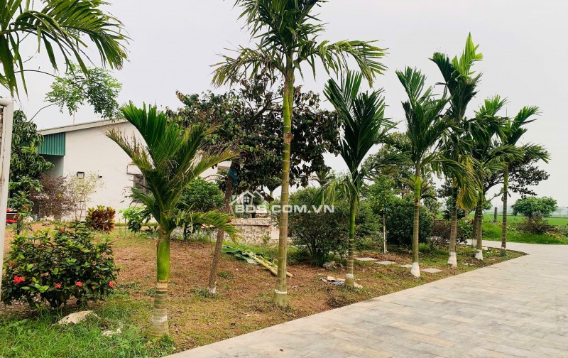 Gia đình bán 522 m² đất ruộng. Xã Dũng Tiến, Thường Tín, Hà Nội (Xã Thượng Phúc)