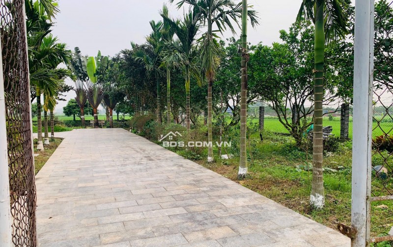 Gia đình bán 522 m² đất ruộng. Xã Dũng Tiến, Thường Tín, Hà Nội (Xã Thượng Phúc)