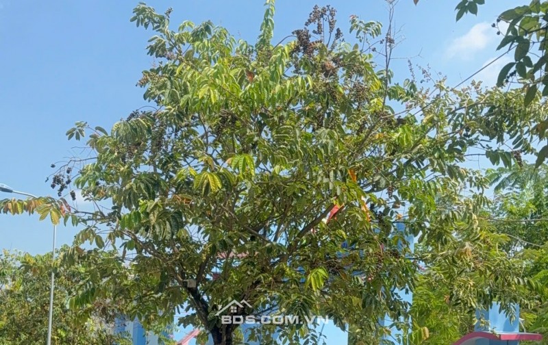 ĐẤT NỀN KDC AN PHÚ TÂY - 100M² THỔ CƯ -  CẮT LỖ SÂU GIÁ 2.8 TỶ