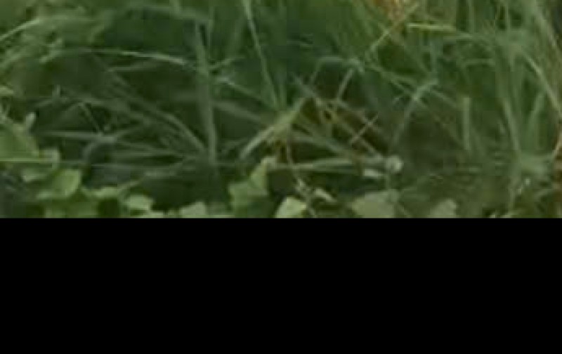 BÁN ĐẤT VIEW ĐẸP TẠI TP. BẢO LỘC – GIÁ CHỈ 1,4 TỶ/SÀO