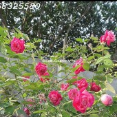 Bán nhà vườn đẹp 514 m2 chính chủ tại Sài Sơn, Quốc Oai, Hà Nội, giá 19,x tỉ