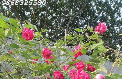 Bán nhà vườn đẹp 514 m2 chính chủ tại Sài Sơn, Quốc Oai, Hà Nội, giá 19,x tỉ