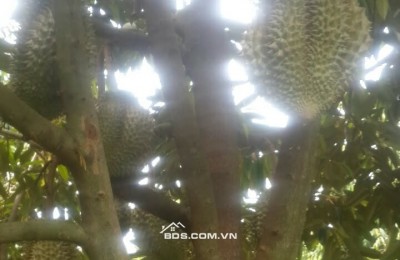 Cần bán gấp vườn sầu riêng, Đồng Nai (Bình Phước), 2000m2, 340tr