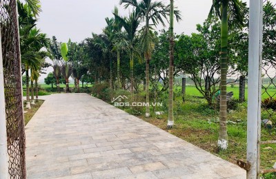 Gia đình bán 522 m² đất ruộng. Xã Dũng Tiến, Thường Tín, Hà Nội (Xã Thượng Phúc)