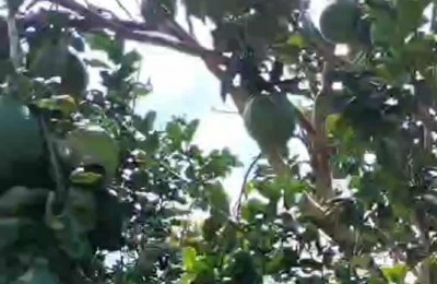 Cần tiền bán gấp vườn bưởi TP. HCM (Phú Giáo, Bình Dương), 1200m2, 490tr