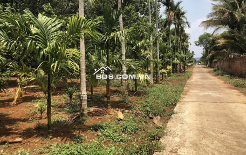 Hơn 1.000m đất có thổ cư tại Ea Kao, Buôn Ma Thuột, Đăk Lăk