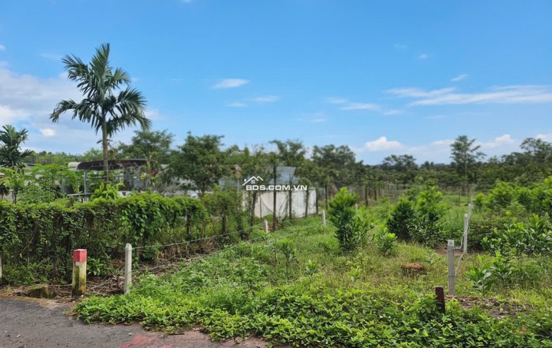 Ngộp!!! Bán Đất Đường Nhựa 7m 250M2 100M2TC Ngay THCS AN LINH