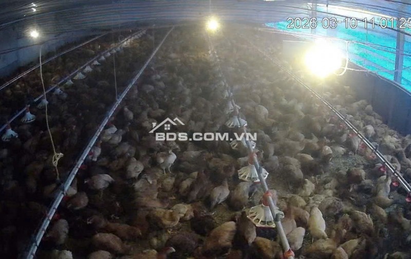 CẦN BÁN VƯỜN CÀ PHÊ + TRẠI HEO+ TRẠI GÀ TỔNG 9 ha - Xã Phúc Thọ, huyện Lâm Hà, tỉnh Lâm Đồng